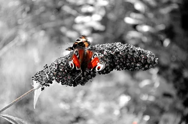 $butterfly.webp
