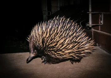 $Echidna.webp