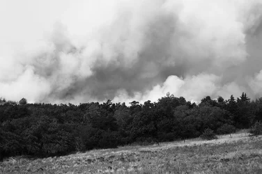 $Wild Fire 1.webp
