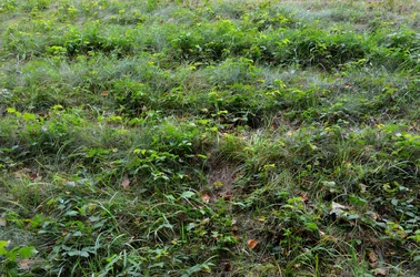 $Frost Farm poison ivy.webp