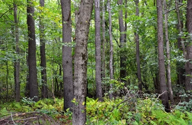 $Frost Farm forest.webp