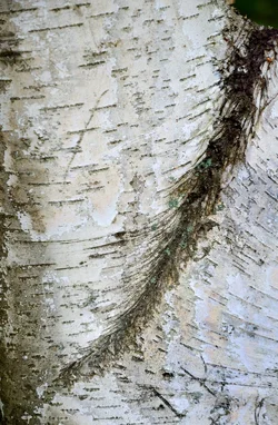 $Frost Farm birch detail.webp