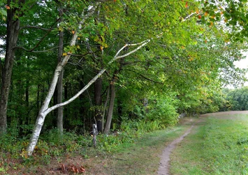$Frost Farm birch and path.webp