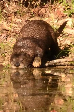 $Otter 5.webp