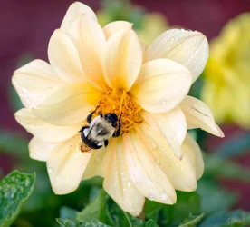 $bee on yellow bloom.small.webp