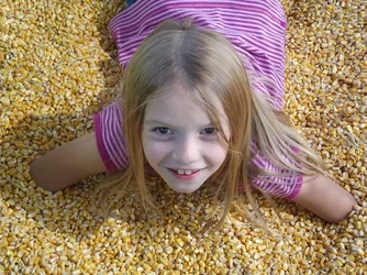 $Corn1.webp