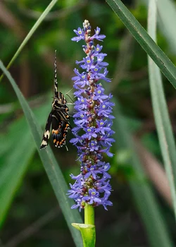 swallowtail-2a.webp
