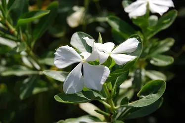 prettyflowerwillyousitandtalktomeforhours.webp