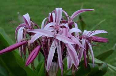 Flower-1.webp