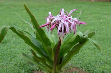 Flower-2_.webp