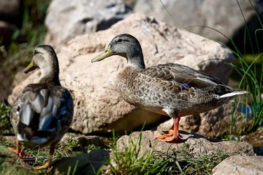 300 wildlife test-6-Edit.webp 300 wildlife test-6-Edit.webp