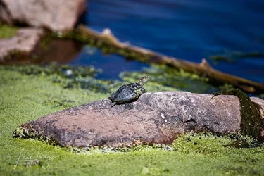 300 wildlife test-27-Edit.webp 300 wildlife test-27-Edit.webp