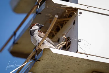 300 wildlife test-53-Edit.webp 300 wildlife test-53-Edit.webp