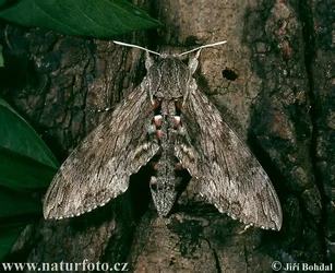 convolvulus-hawk-moth-2514.webp