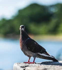 Byrd Park Birbs-1.webp