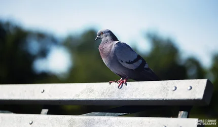 Byrd Park Birbs-2.webp