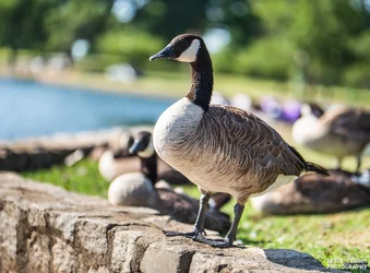 Byrd Park Birbs-3.webp