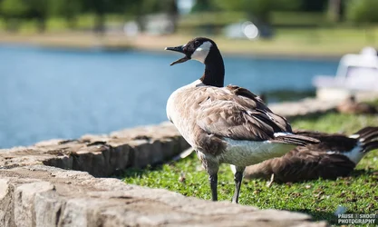 Byrd Park Birbs-4.webp