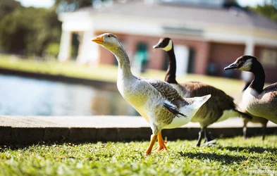 Byrd Park Birbs-5.webp