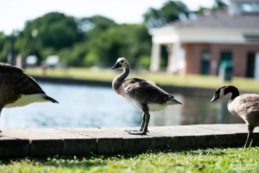 Byrd Park Birbs-6.webp