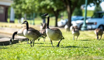 Byrd Park Birbs-7.webp