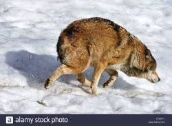 scared-subordinate-wolf-running-off-in-the-snow-showing-submissive-CTHFFT.jpg