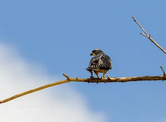 Raptors-Kites0040.webp