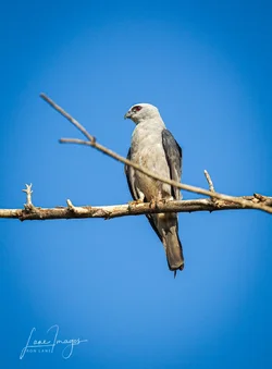 Raptors-Kites0083.webp