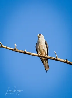 Raptors-Kites0116.webp