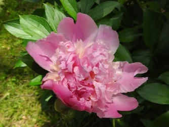 DSCN0035c.webp