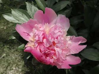 DSCN0035d.webp