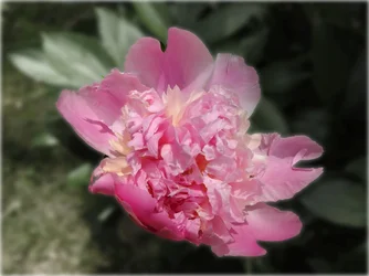 DSCN0035e.webp