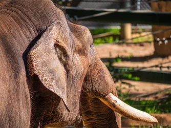 elephant.webp