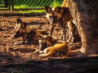 hunting dogs resting.webp