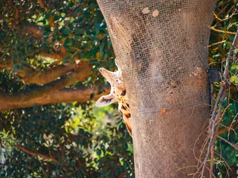 giraffe.webp