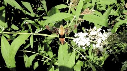 HummMoth A.webp