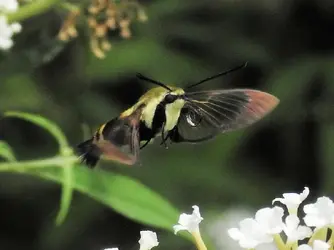 HummMoth 7.webp