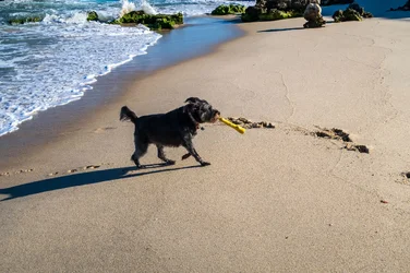 dog beach 6.webp