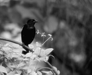 black bird 3.jpg