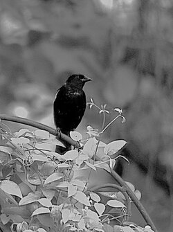 black bird filtered.jpg