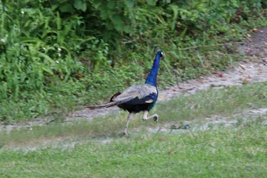 IMG_1470.webp