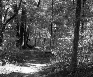 Shady path3 b&w.webp