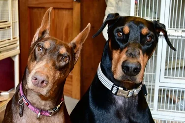 my dogs done my way 016.webp