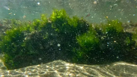 underthesea.webp