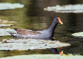 Common Gallinule 2000x1333.jpg