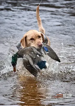 Rogue Retrieve.webp