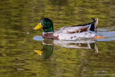 Duck 6 - VGA (8 of 17).webp