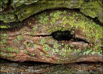 $dinosaur_eye.webp