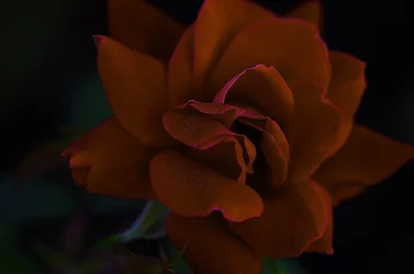 $Flower2.webp