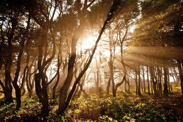 $_D3X5230_Sun Rays alternate.webp $_D3X5230_Sun Rays alternate.webp